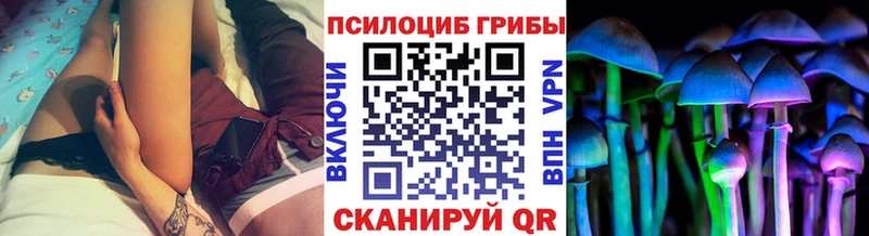 omg ТОР  Гаджиево  Псилоцибиновые грибы Psilocybe 